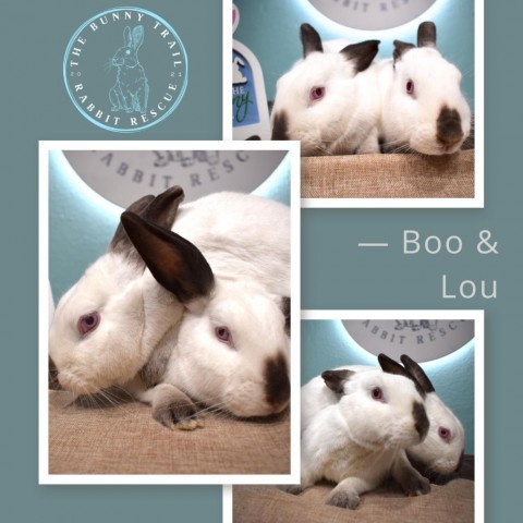 Boo & Lou (Bonded)