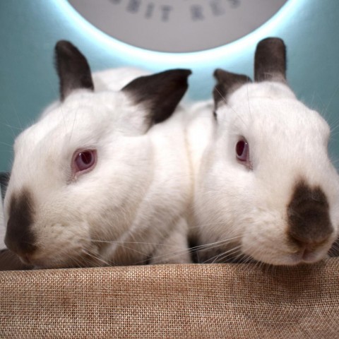 Boo & Lou (Bonded) 2