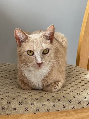 Mika Domestic Short Hair Cat