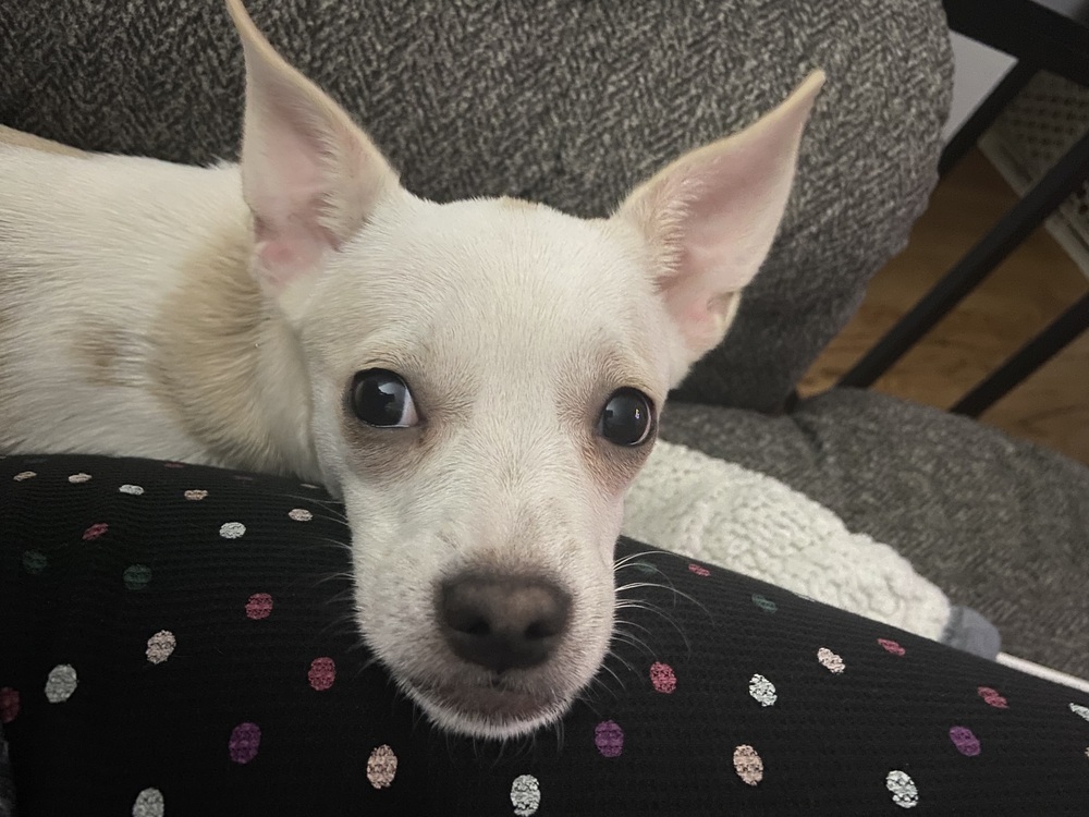 Dog for adoption Margarita, a Chihuahua Mix in Plymouth, MI Petfinder