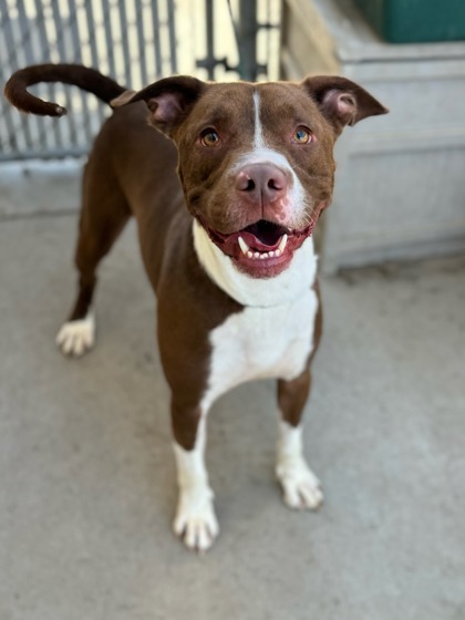 Biscuit, an adoptable Pit Bull Terrier, Mixed Breed in Moses Lake, WA, 98837 | Photo Image 1