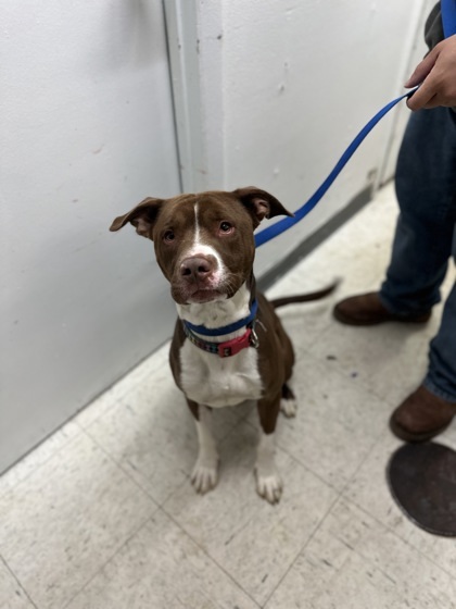 Biscuit, an adoptable Pit Bull Terrier, Mixed Breed in Moses Lake, WA, 98837 | Photo Image 2