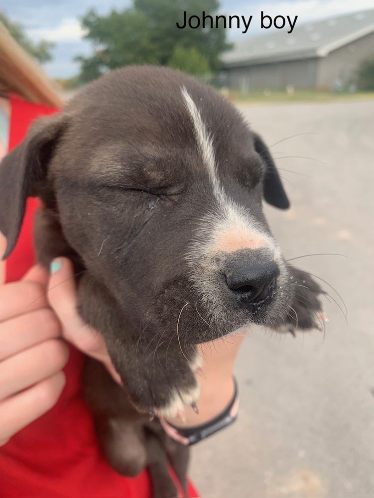 Johnny (M&M), an adoptable Shar-Pei, Mixed Breed in San Angelo, TX, 76905 | Photo Image 1