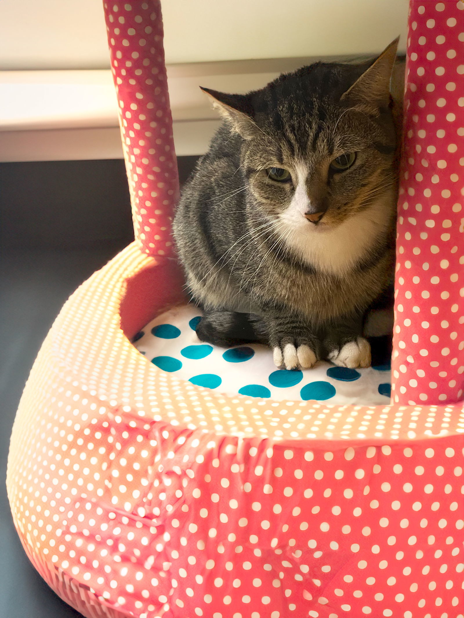 Amanda, an adoptable Domestic Short Hair in Chandler, AZ, 85244 | Photo Image 1