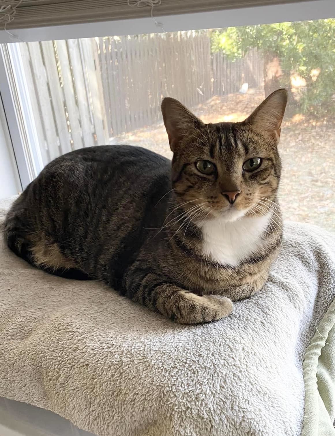 Blue Eyes, an adoptable Tabby, Domestic Short Hair in Wilmington, NC, 28409 | Photo Image 1