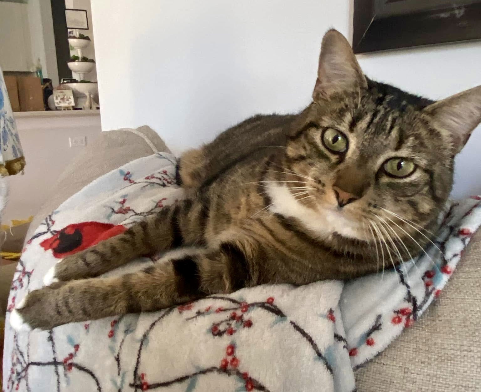 Blue Eyes, an adoptable Tabby, Domestic Short Hair in Wilmington, NC, 28409 | Photo Image 2