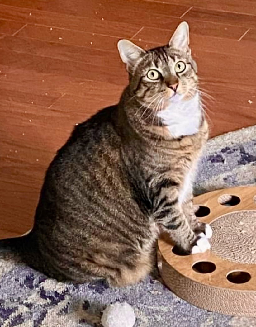 Blue Eyes, an adoptable Tabby, Domestic Short Hair in Wilmington, NC, 28409 | Photo Image 3