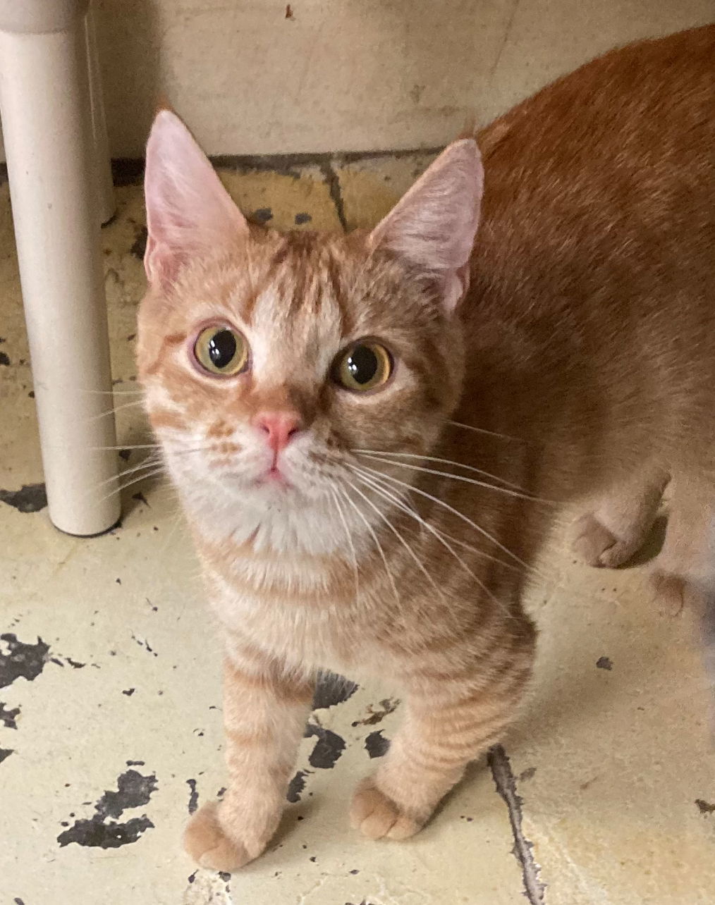 Axle, an adoptable Domestic Short Hair in Jackson, MS, 39213 | Photo Image 1