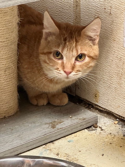 Axle, an adoptable Domestic Short Hair in Jackson, MS, 39213 | Photo Image 2