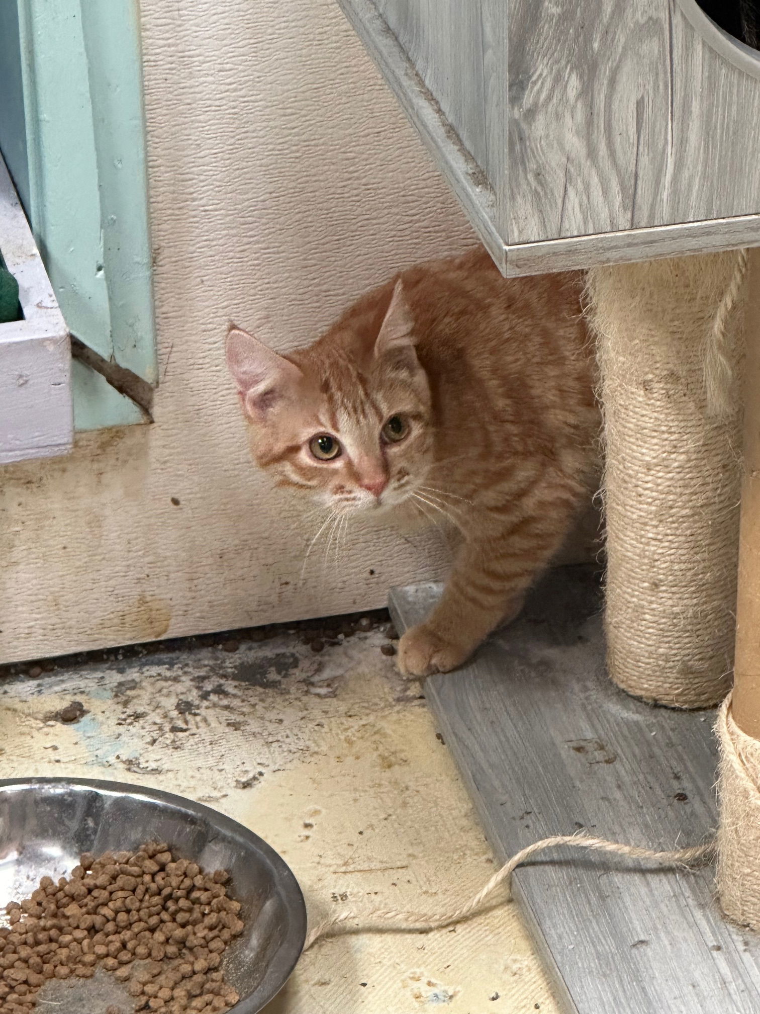 Axle, an adoptable Domestic Short Hair in Jackson, MS, 39213 | Photo Image 3