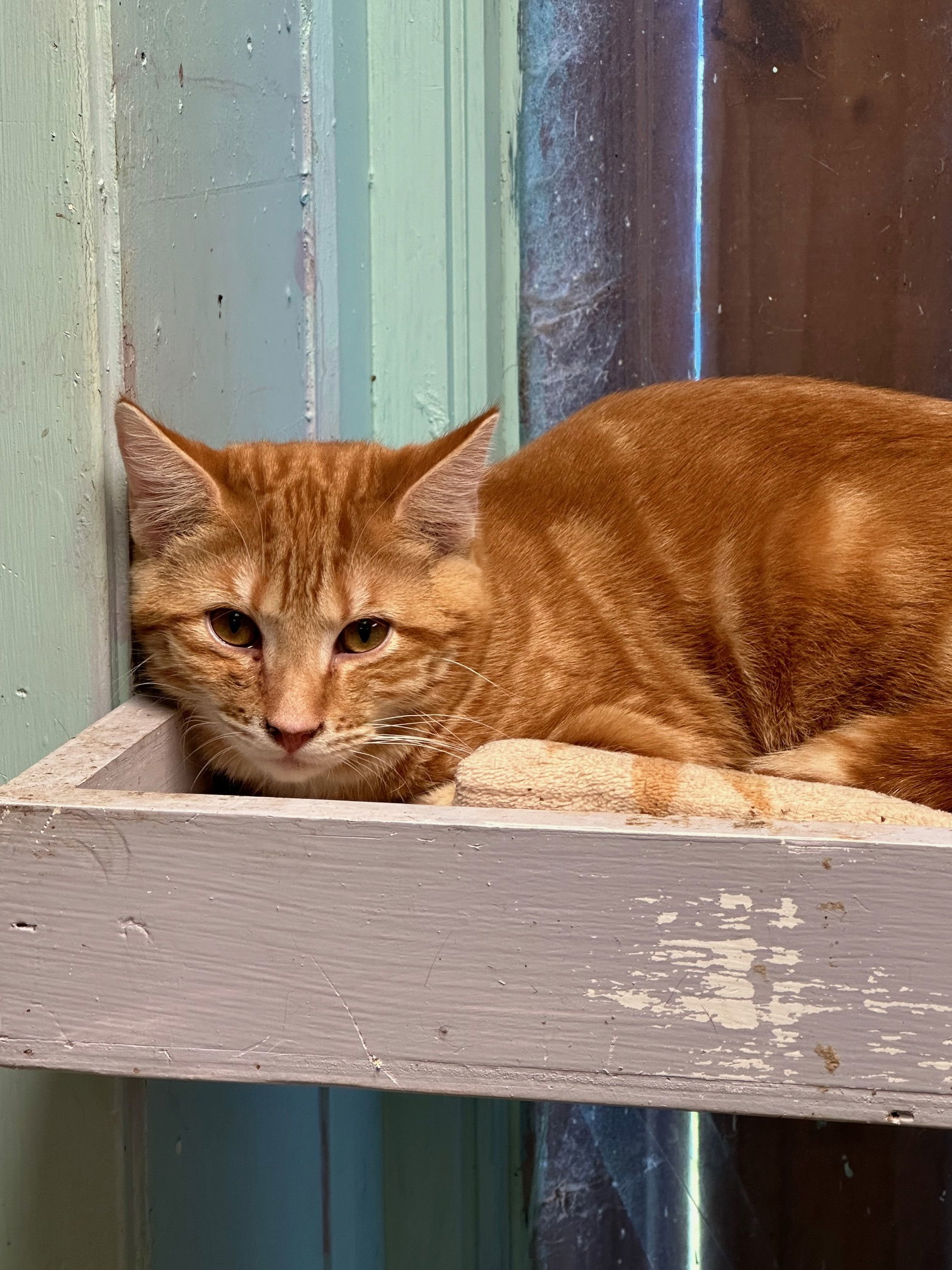 Blaze, an adoptable Domestic Short Hair in Jackson, MS, 39213 | Photo Image 1