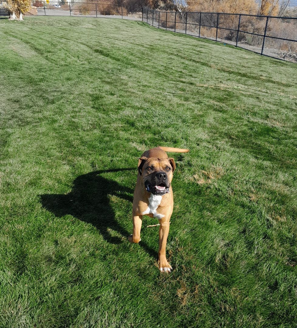 Amy, an adoptable Boxer in Montrose, CO, 81401 | Photo Image 2