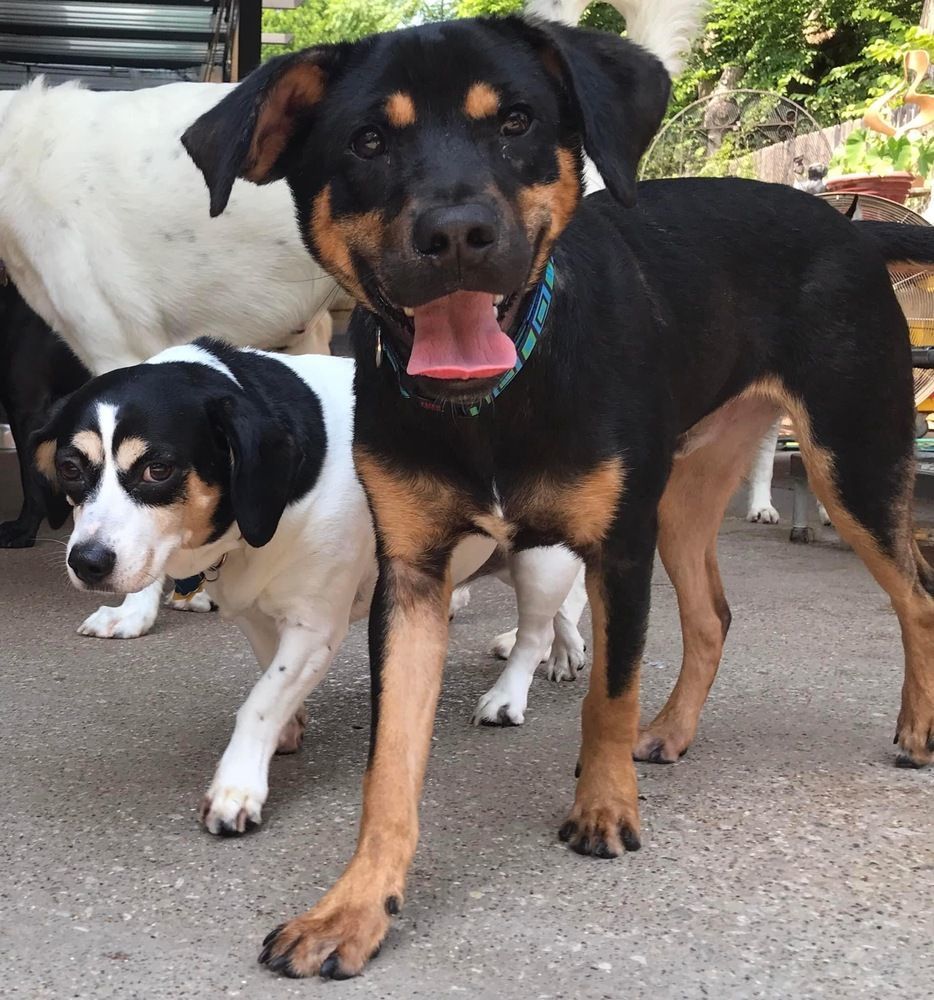 Beagle rottweiler sale mix puppies