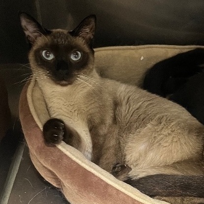 Felix, an adoptable Siamese Mix in New Haven, CT_image-2