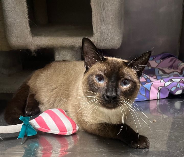 Felix, an adoptable Siamese Mix in New Haven, CT_image-3