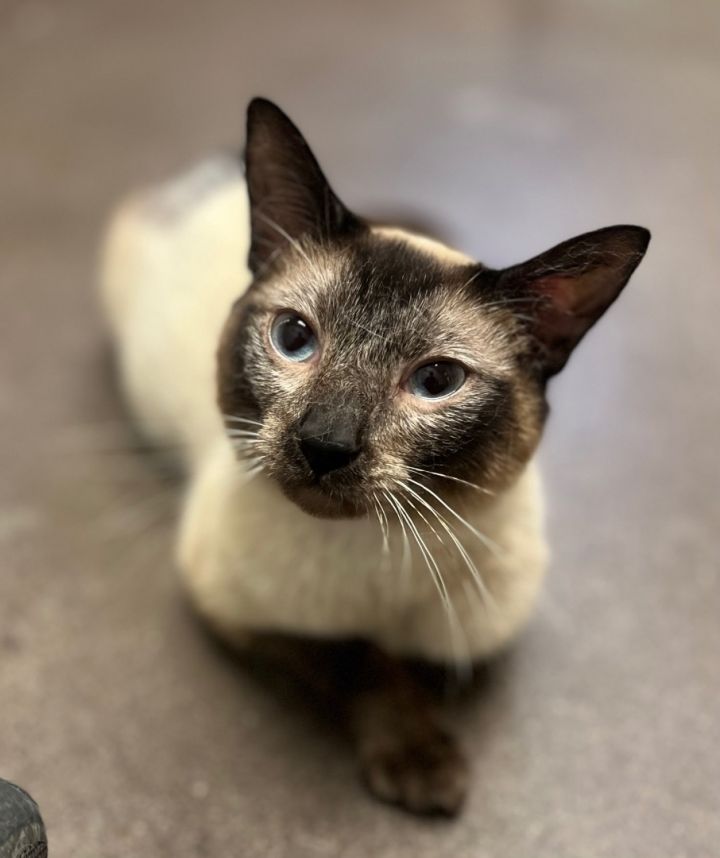 Felix, an adoptable Siamese Mix in New Haven, CT_image-1