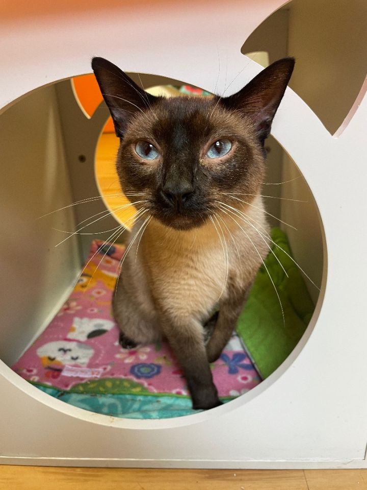 Felix, an adoptable Siamese Mix in New Haven, CT_image-6