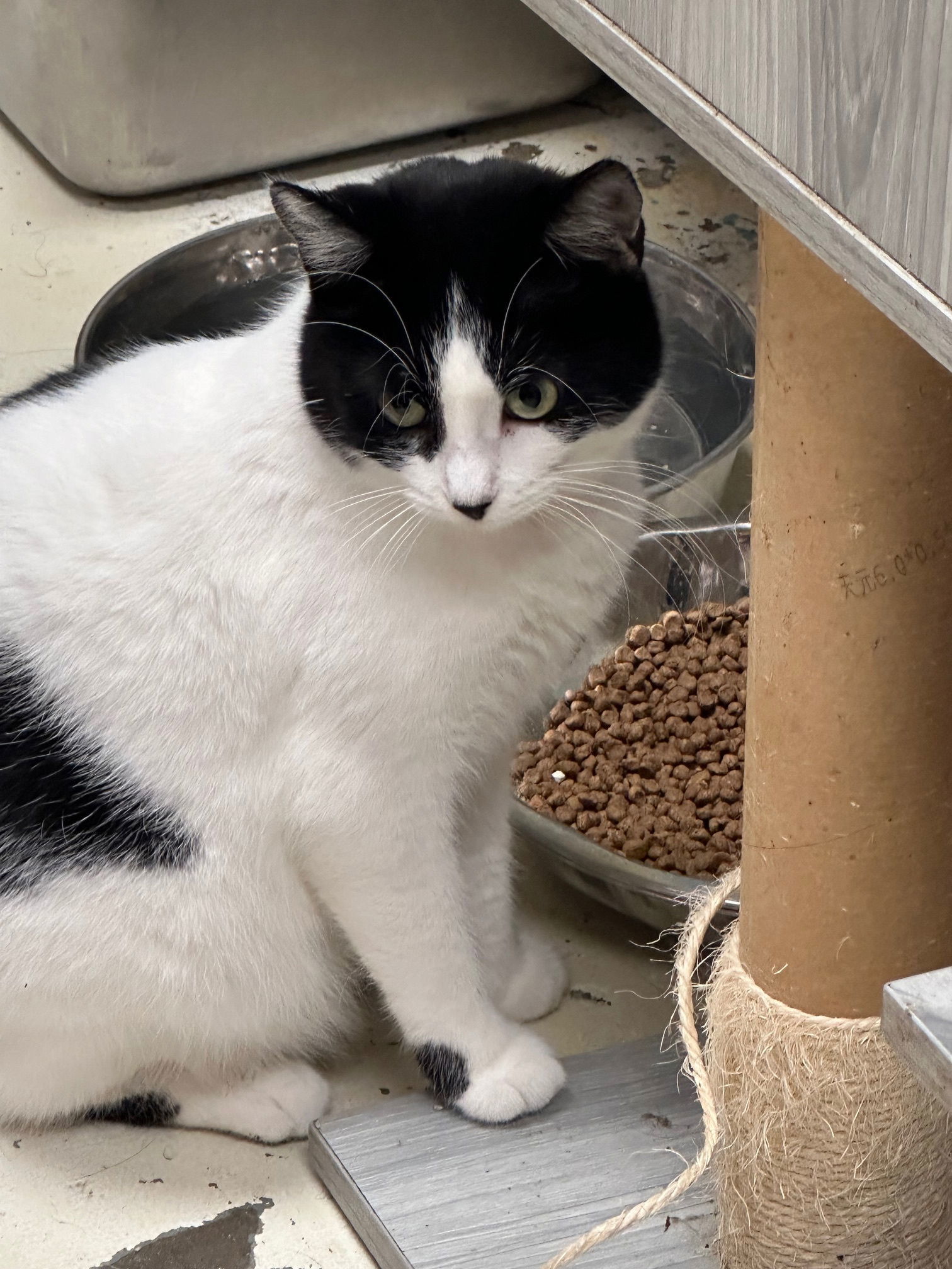 Pocahontas, an adoptable Domestic Short Hair in Jackson, MS, 39213 | Photo Image 2