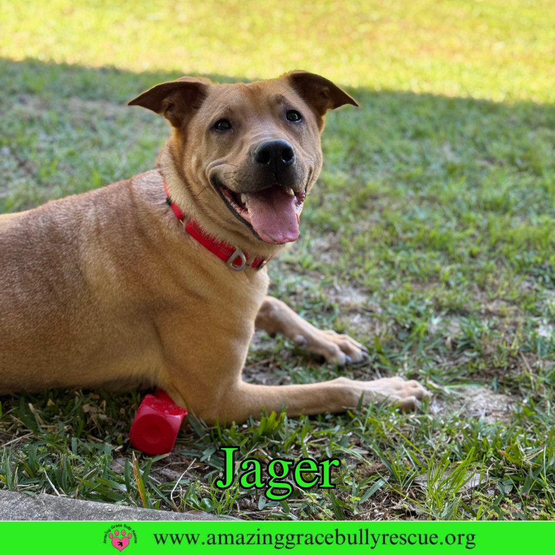Rabbit/Jager, an adoptable Shepherd in Pensacola, FL, 32526 | Photo Image 1