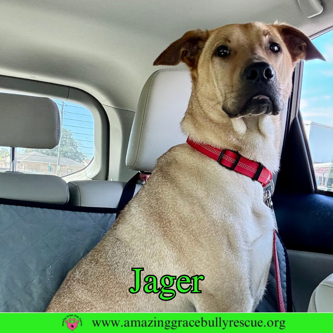 Rabbit/Jager, an adoptable Shepherd in Pensacola, FL, 32526 | Photo Image 2