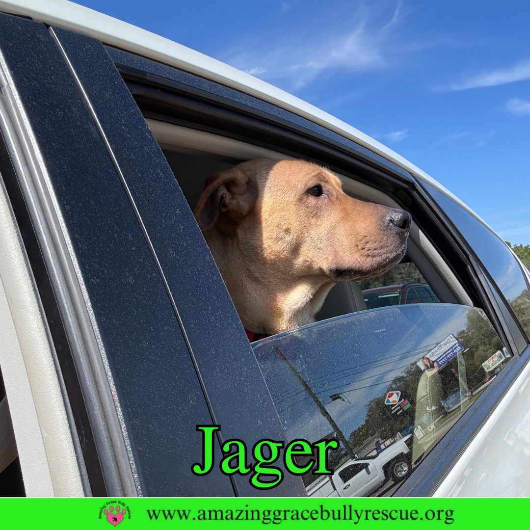 Rabbit/Jager, an adoptable Shepherd in Pensacola, FL, 32526 | Photo Image 3