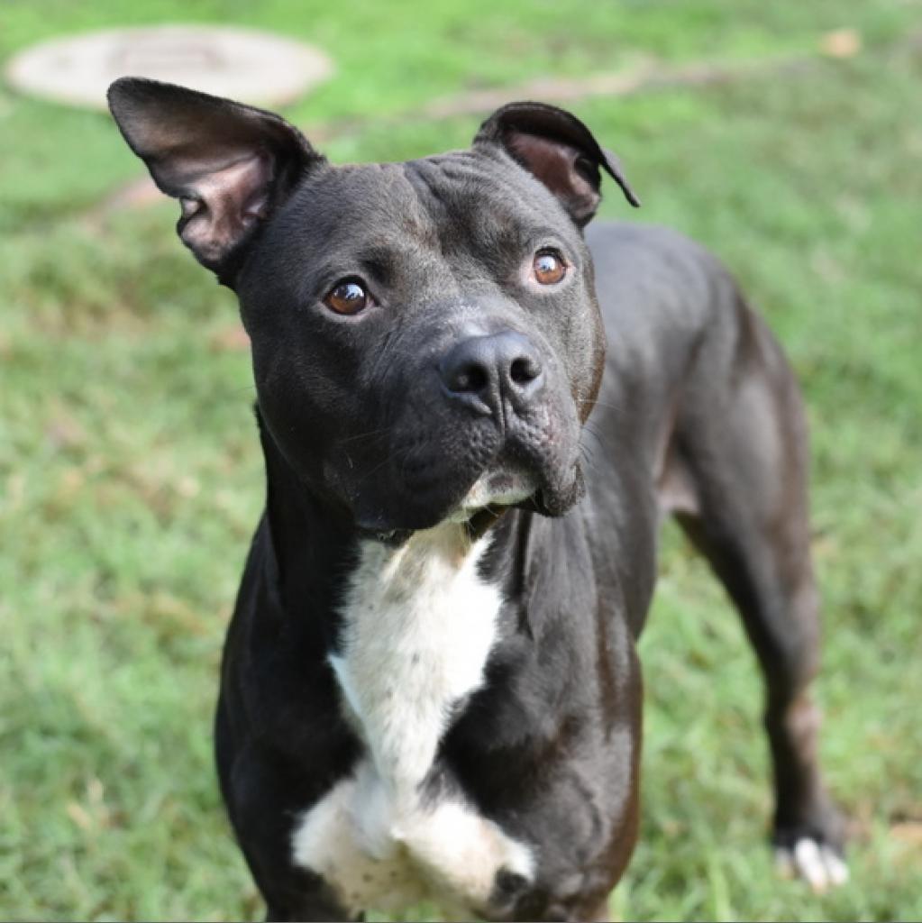 Jet