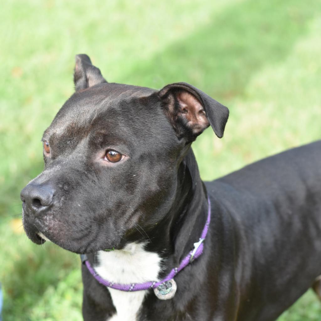 Jet