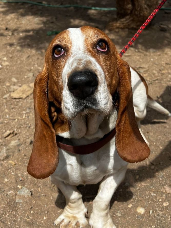 Basset hound sale rspca