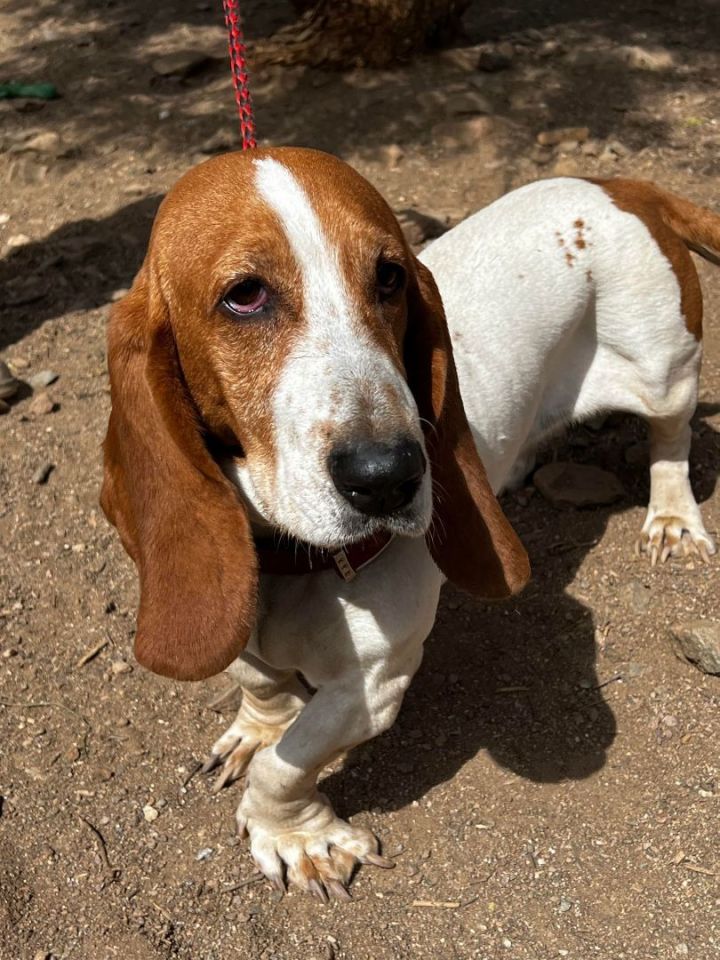 Basset hound sale rspca