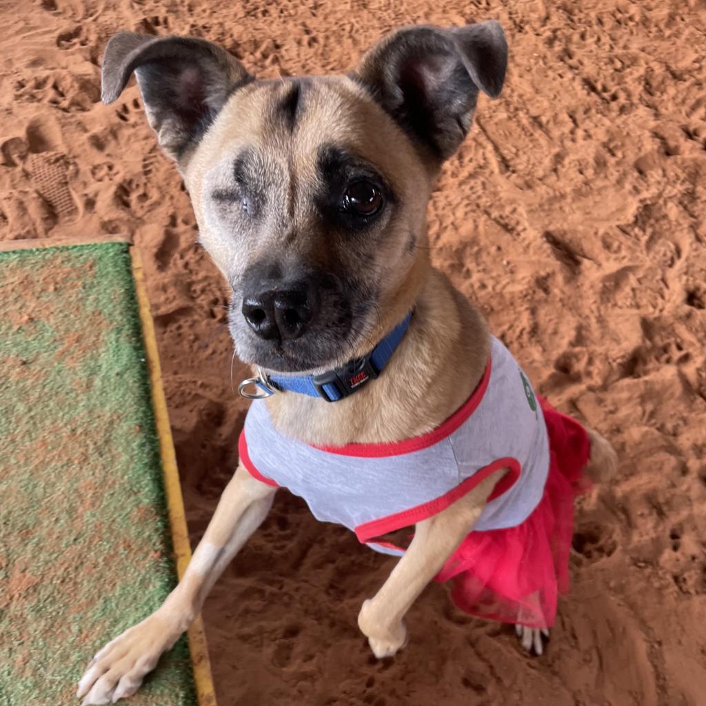 LuLu, an adoptable Chihuahua in Kanab, UT, 84741 | Photo Image 1