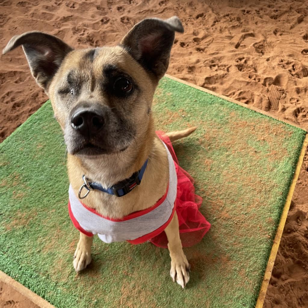 LuLu, an adoptable Chihuahua in Kanab, UT, 84741 | Photo Image 2