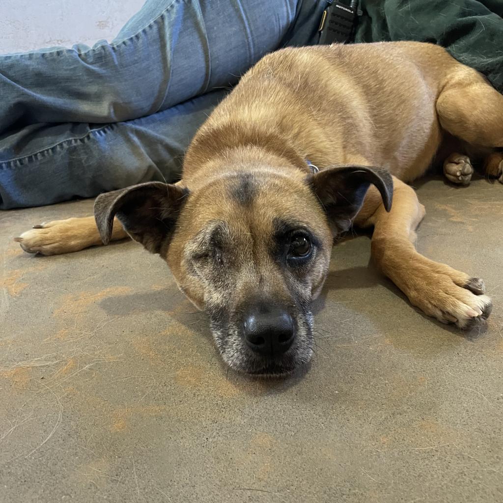 LuLu, an adoptable Chihuahua in Kanab, UT, 84741 | Photo Image 3