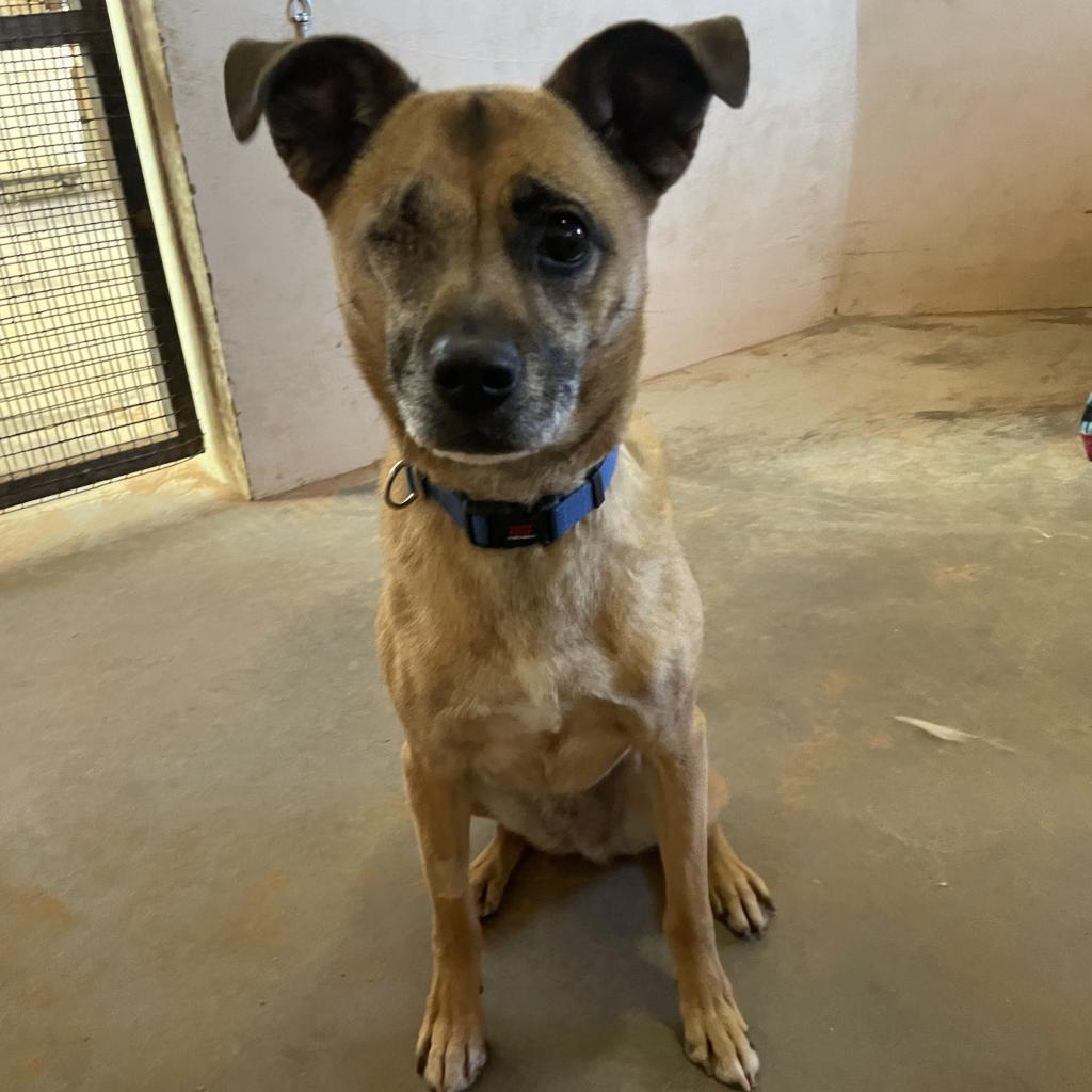 LuLu, an adoptable Chihuahua in Kanab, UT, 84741 | Photo Image 4