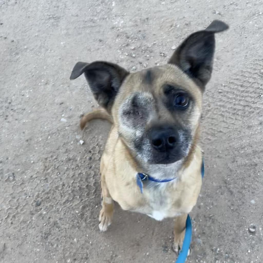 LuLu, an adoptable Chihuahua in Kanab, UT, 84741 | Photo Image 5