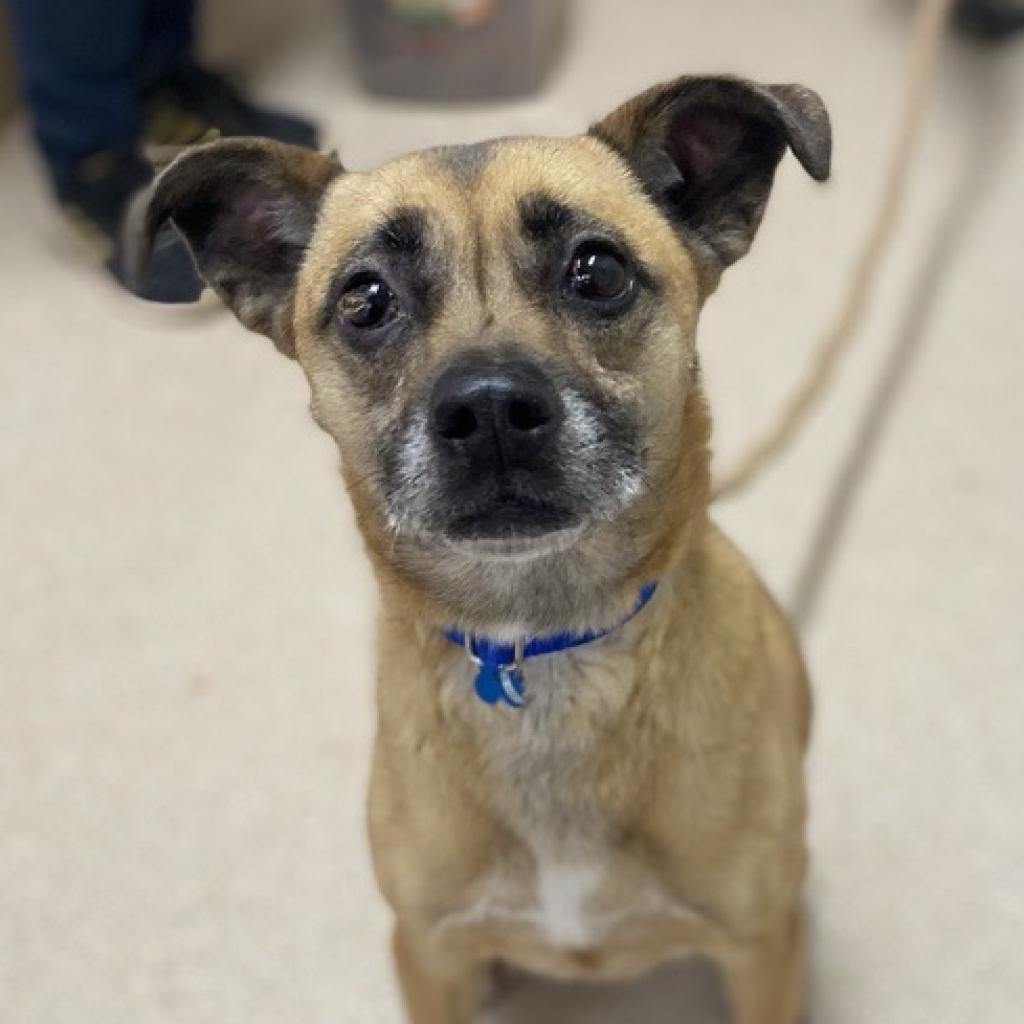 LuLu, an adoptable Chihuahua in Kanab, UT, 84741 | Photo Image 6