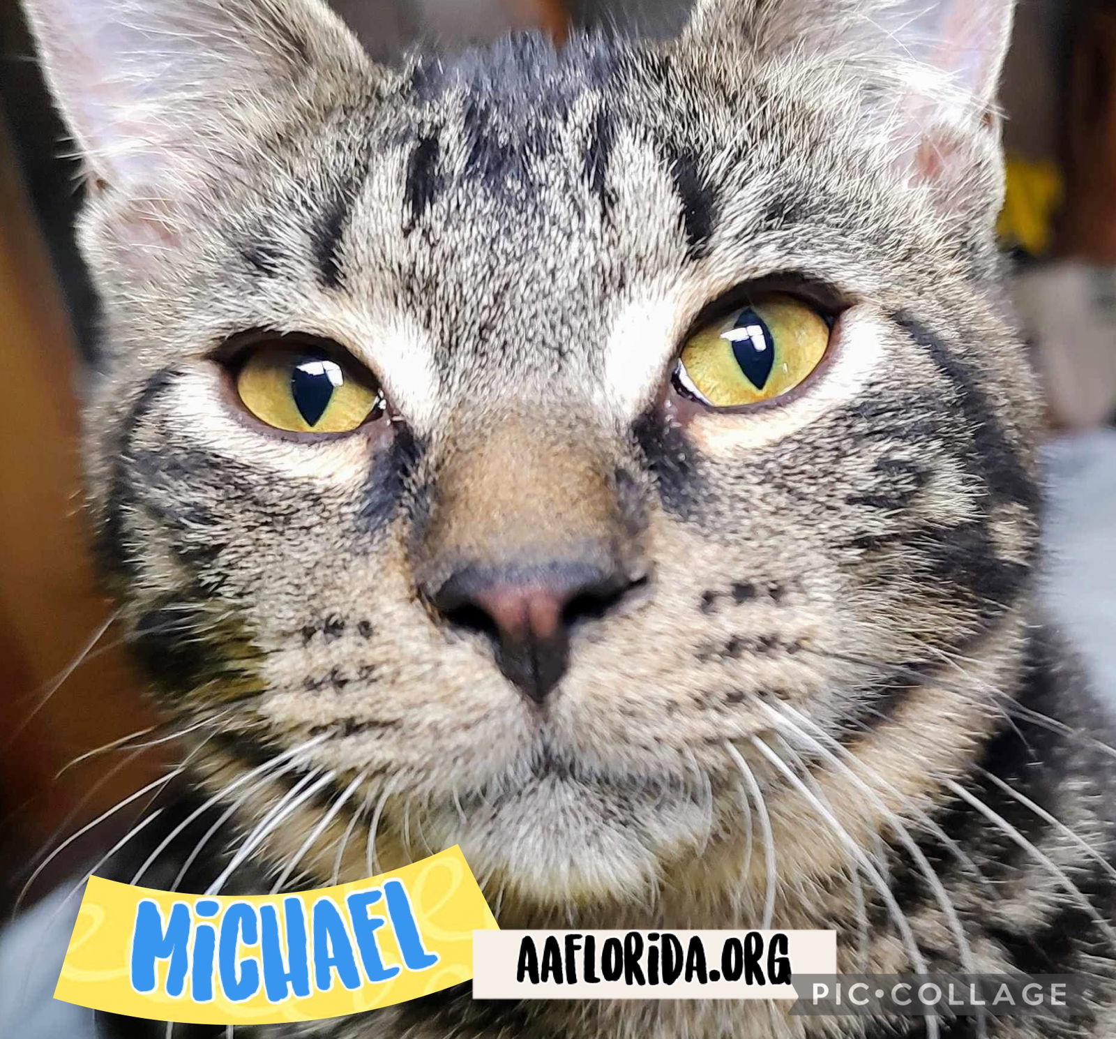 Michael, an adoptable Domestic Short Hair, Tabby in Pensacola, FL, 32534 | Photo Image 1