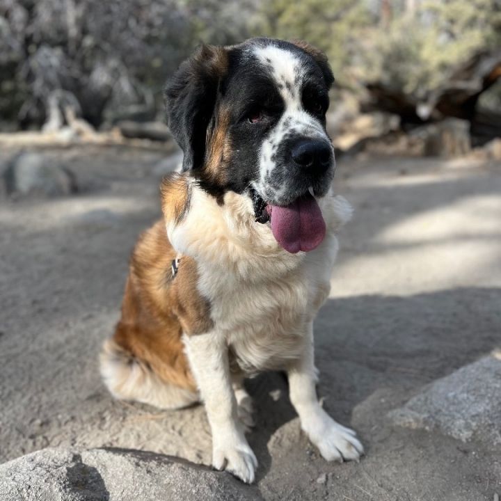 Petfinder hot sale saint bernard