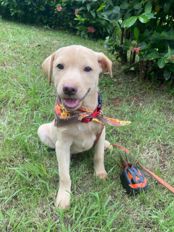 Mini schnauzer best sale golden retriever mix