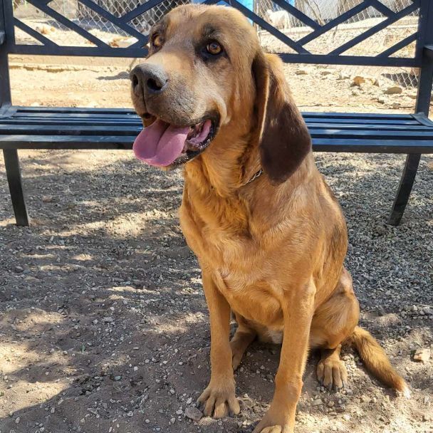 Bloodhound coonhound sale mix