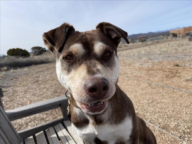 JUDY, an adoptable Mixed Breed in Santa Fe, NM, 87507 | Photo Image 1