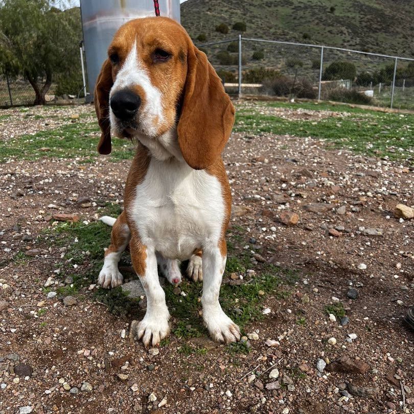 Basset hound mixed with sales beagle