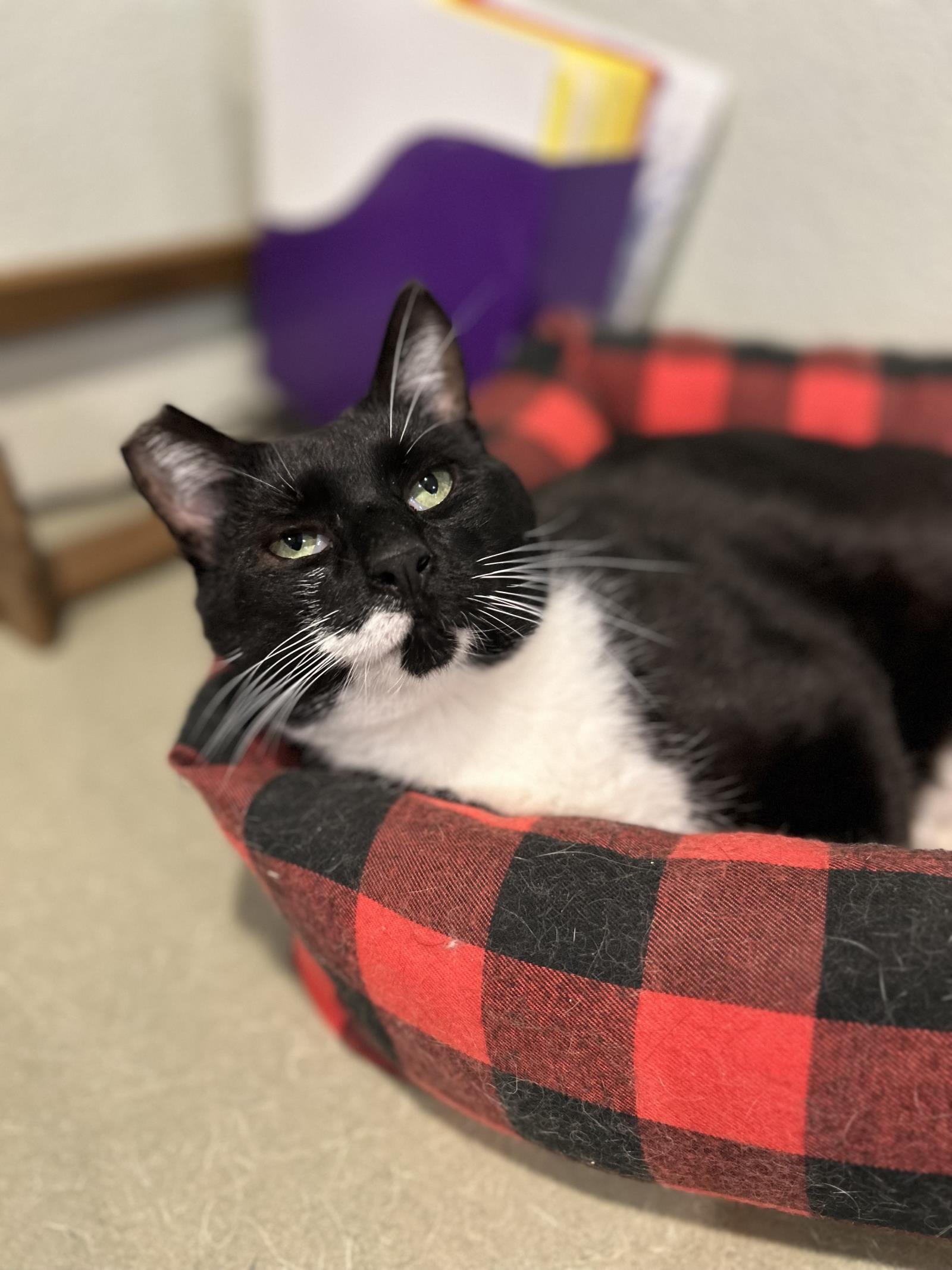 T.J., an adoptable Domestic Short Hair in Lincoln, CA, 95648 | Photo Image 1