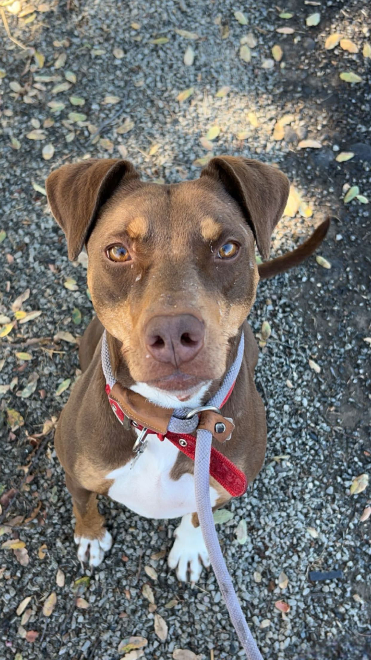 ALMOND, an adoptable Doberman Pinscher in Chico, CA, 95973 | Photo Image 1