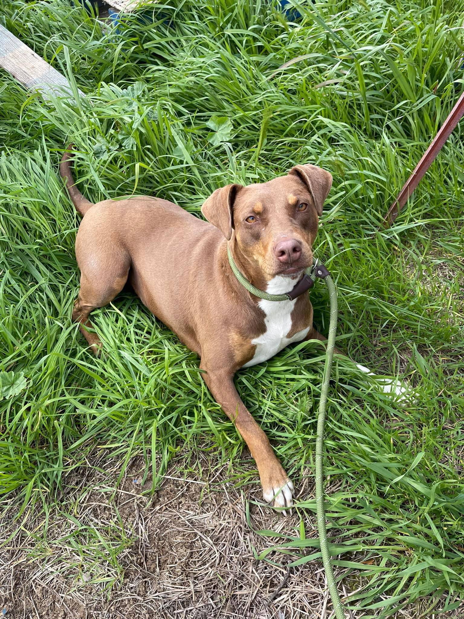 ALMOND, an adoptable Doberman Pinscher in Chico, CA, 95973 | Photo Image 2