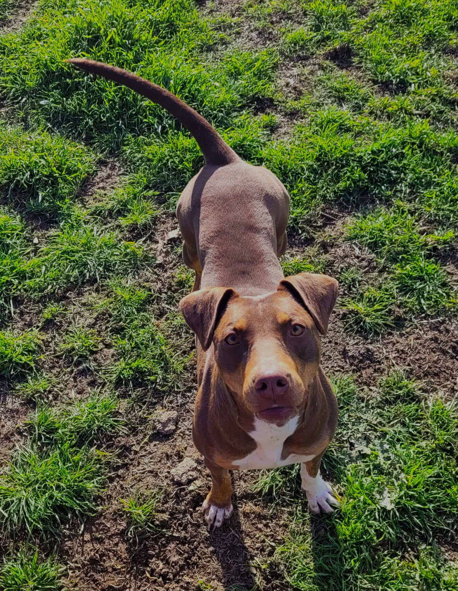 ALMOND, an adoptable Doberman Pinscher in Chico, CA, 95973 | Photo Image 3