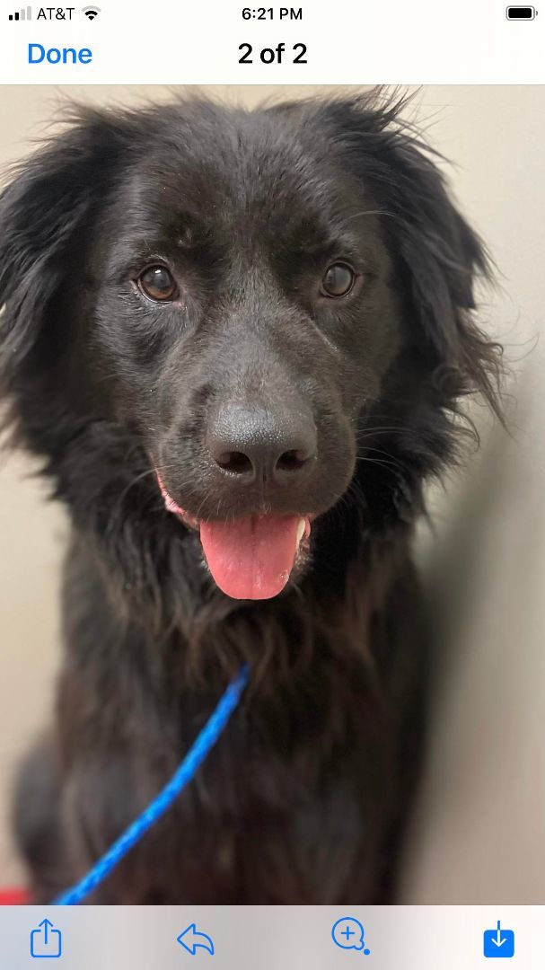 Petfinder flat hotsell coated retriever