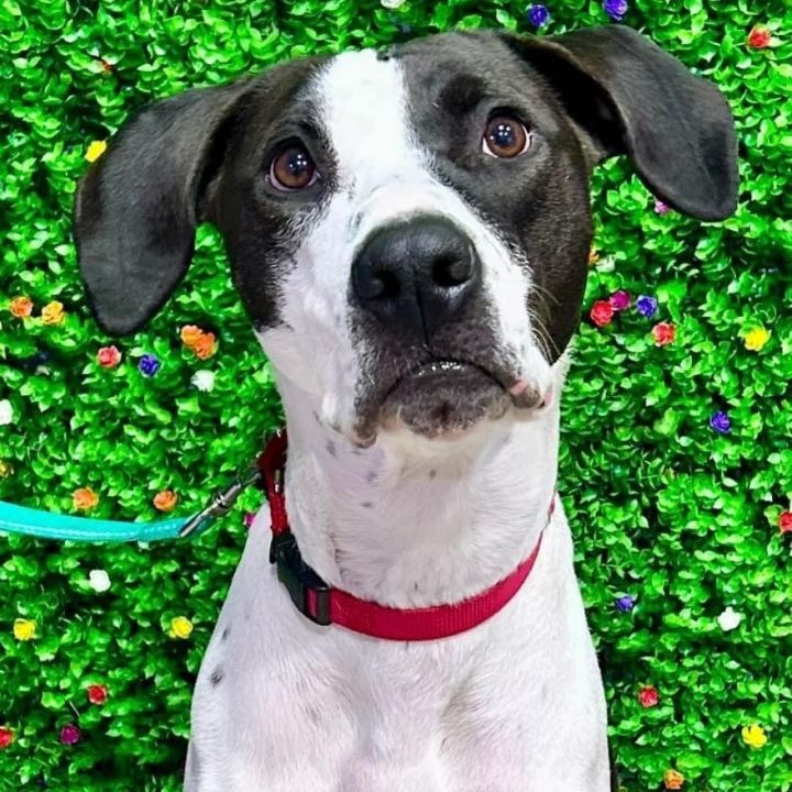 Tater Tot, an adoptable Hound & Pointer Mix in Springfield, MO_image-4