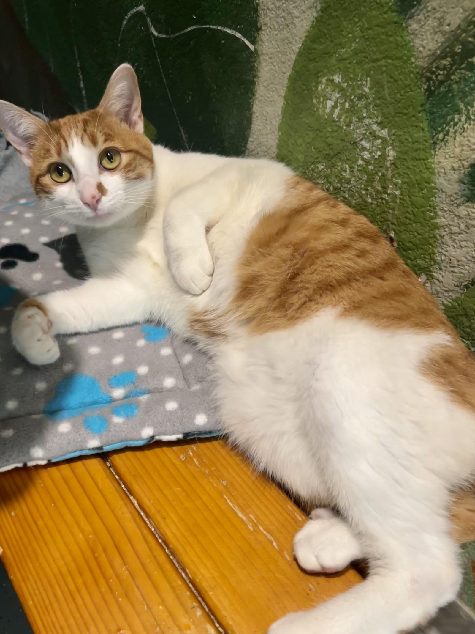 Limp Biskit, an adoptable Domestic Short Hair in Lincoln, CA, 95648 | Photo Image 1