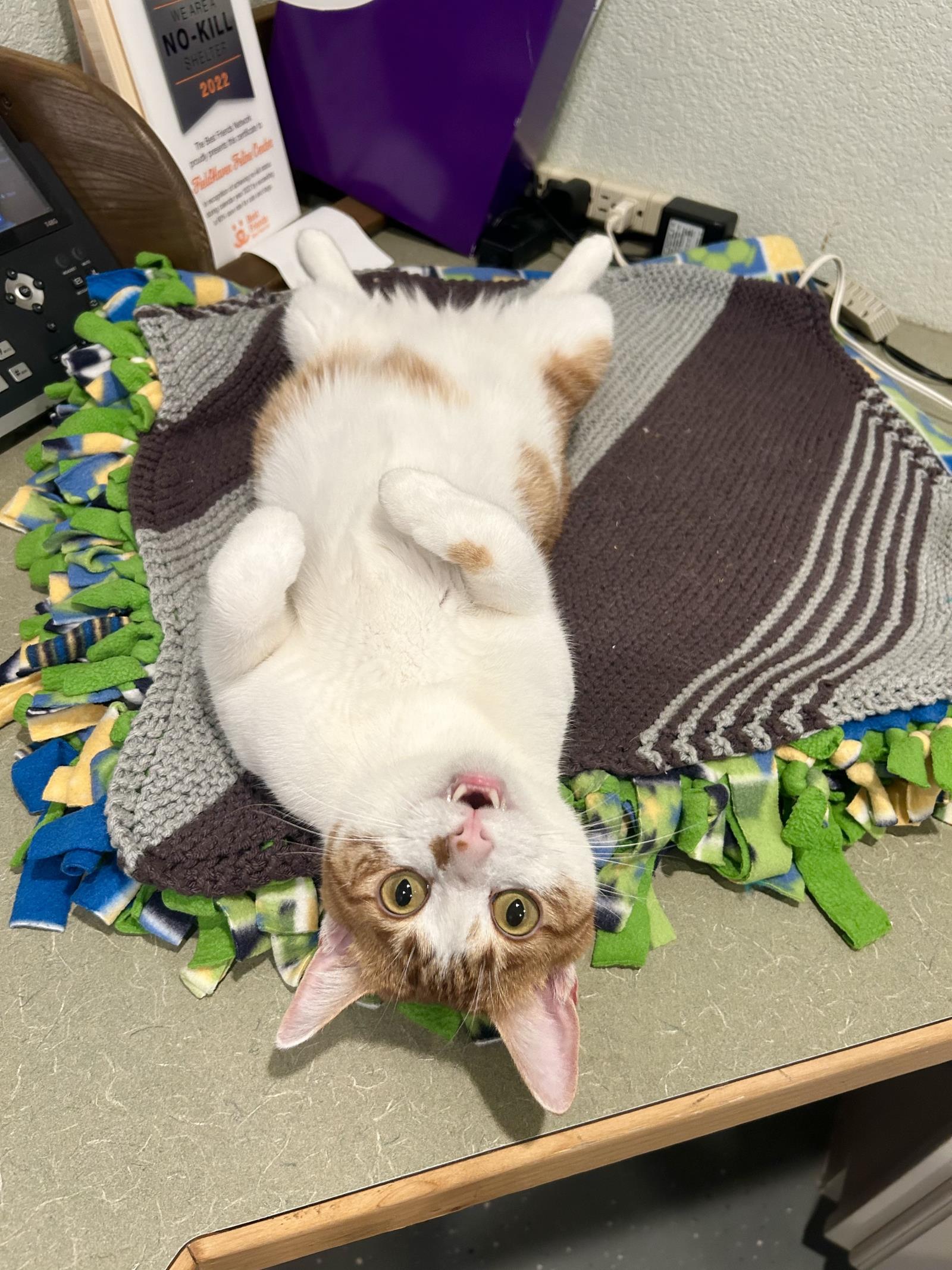 Limp Biskit, an adoptable Domestic Short Hair in Lincoln, CA, 95648 | Photo Image 2