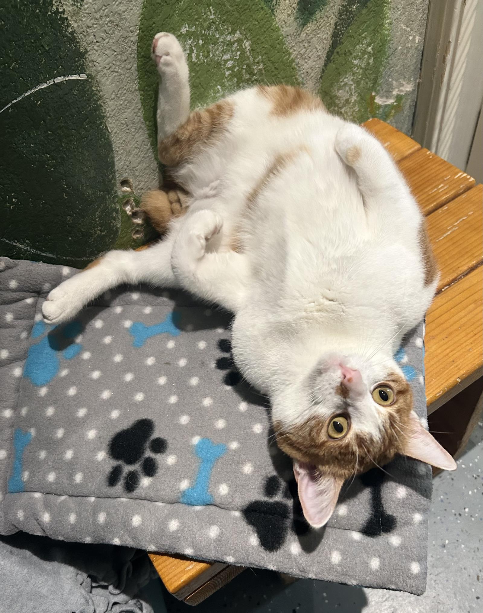 Limp Biskit, an adoptable Domestic Short Hair in Lincoln, CA, 95648 | Photo Image 4